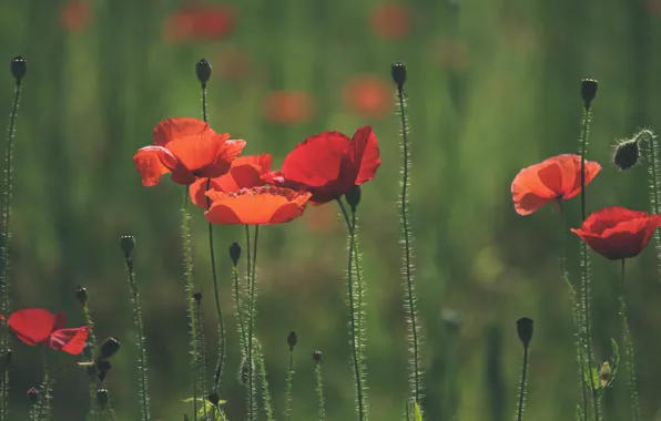 Picture field, flowers, red, Mac, Maki, green background, poppy