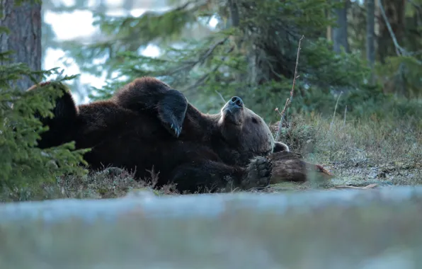 Forest, nature, pose, stay, sleep, bear, sleeping, lies