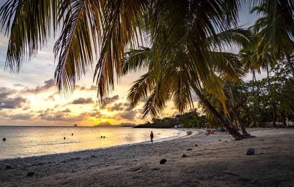 Wallpaper palm trees, light, stay, shore, beach, leaves, sand, sea