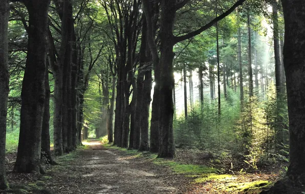 Picture Spring, Morning, Trees, Path