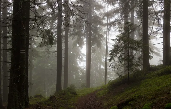 Picture forest, trees, nature, path