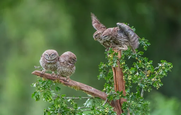 Picture leaves, branches, pose, owl, bird, flock, Quartet, owl