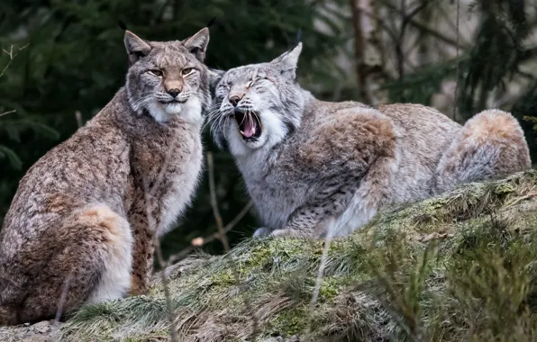 Picture pair, lynx, wild cat, lynx