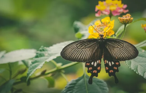 Flower, macro, butterfly, wings, beautiful, close-up