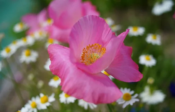 Flower, summer, flowers, pink, Mac, Maki, chamomile, garden