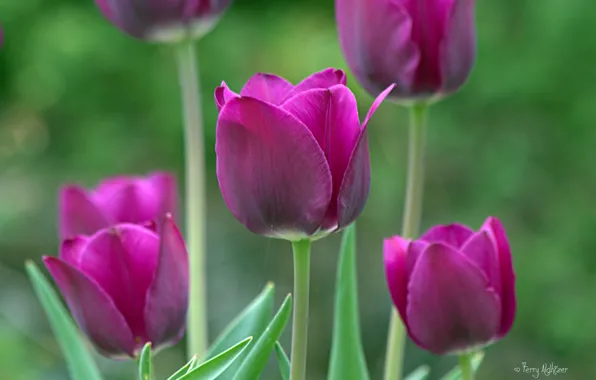 Macro, spring, garden, purple, tulips