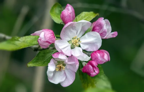 Picture spring, flowering, Apple blossoms