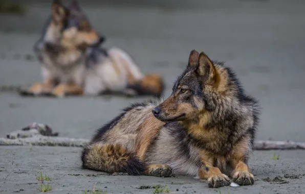 Beach, nature, predator, animal, wolf, wolves, wildlife, Canis lupus.