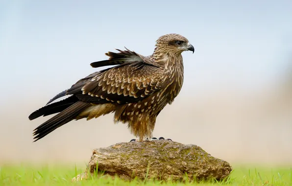 Picture grass, nature, bird, stone, feathers, Falcon