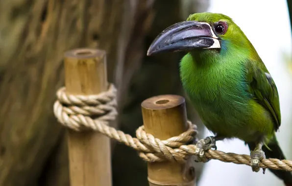 Bird, color, feathers, rope, beak
