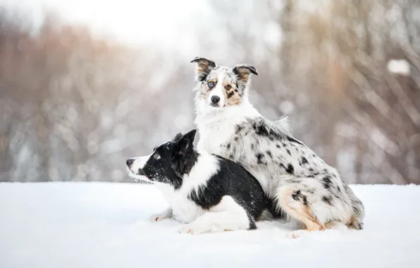 Picture dog, lies, sitting, Border Collie, Border collie