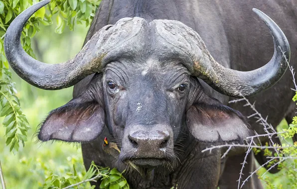 Look, horns, buffalo, Buffalo