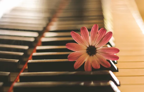 Flowers, music, piano