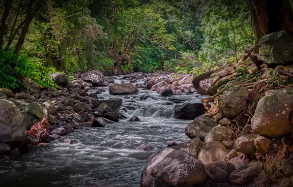 Forest, stones, river, Iao Valley