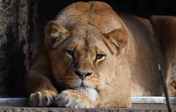 Cat, Lioness, Stay, Animal