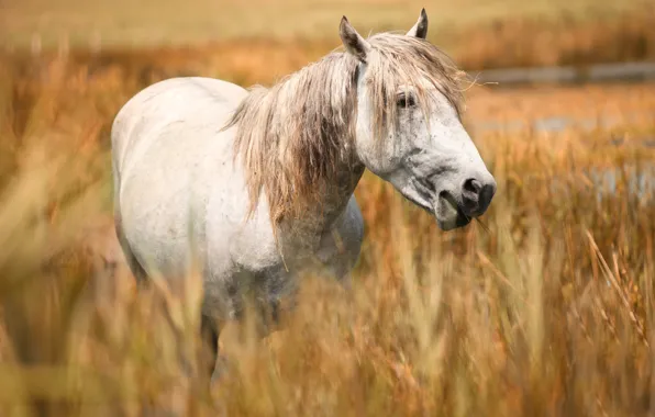 Field, face, horse, horse, portrait, white, cereals, grazing