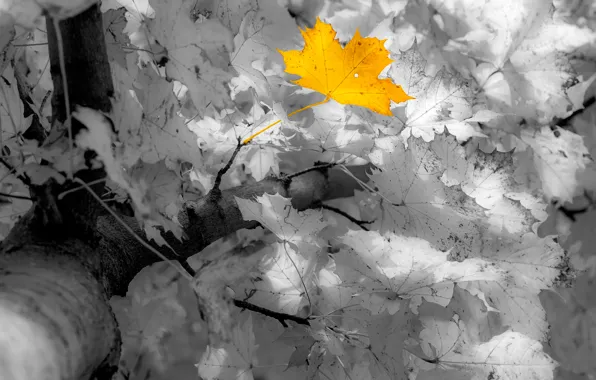 Picture autumn, leaves, maple, Manfred Sket