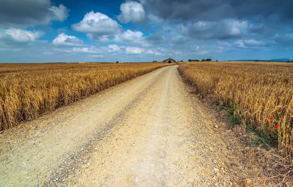 Road, field, summer