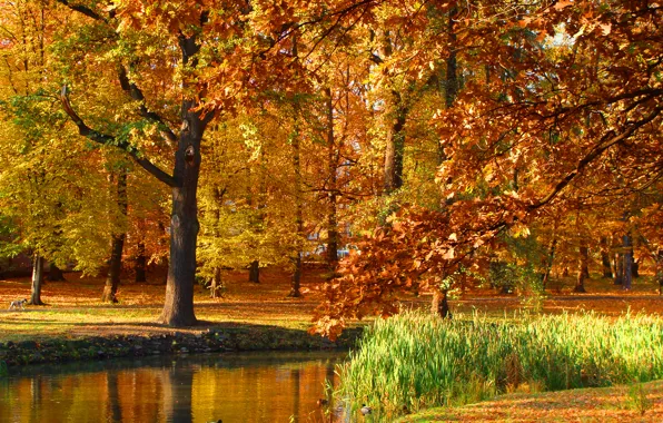 Autumn, trees, pond, Park, Poland, trees, nature, park