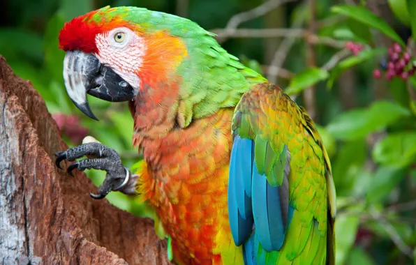 Picture bright, bird, parrot, colorful