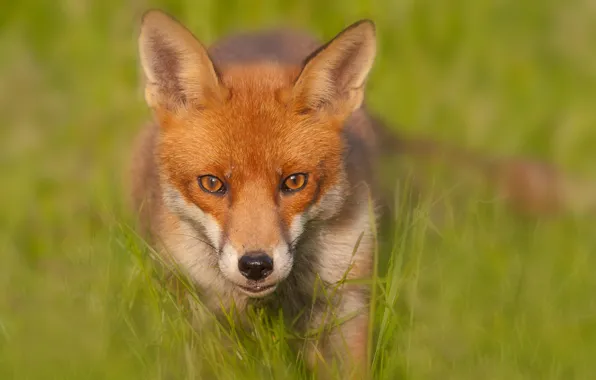 Picture blur, Fox, Red Fox