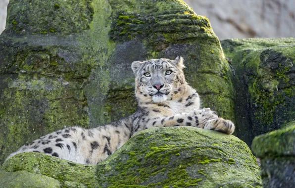 Cat, stones, moss, IRBIS, snow leopard, ©Tambako The Jaguar