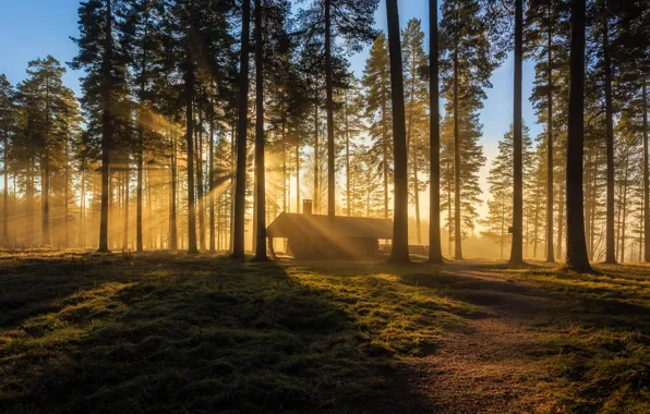 Forest, house, morning