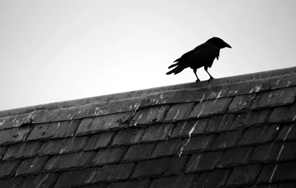 Roof, minimalism, Raven