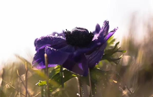 Picture flower, purple, macro, Rosa, flower, bokeh, purple, anemone