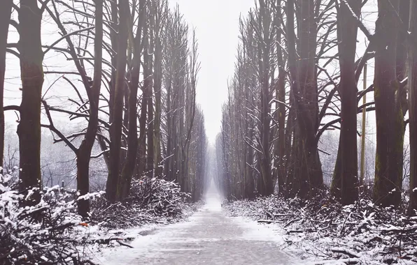 Winter, snow, trees