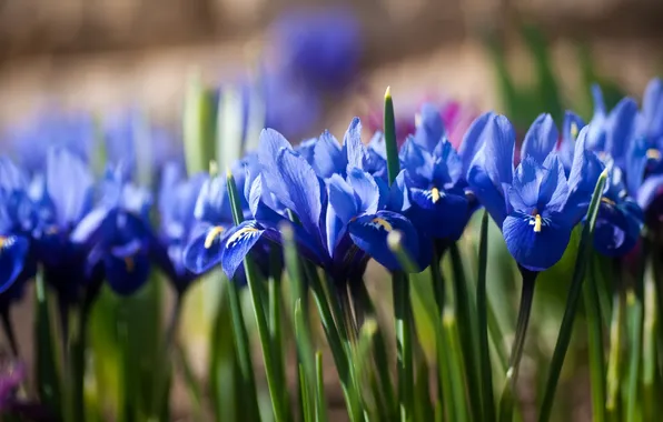 Picture irises, bokeh, iris
