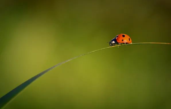 Leaves, insect, a blade of grass, ladybug