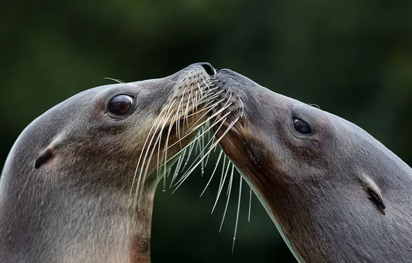 Picture mustache, look, background, seal