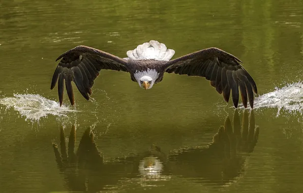 Picture photography, animals, nature, birds, bald eagle