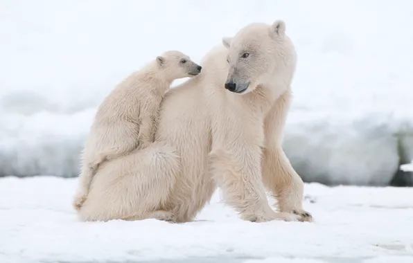Snow, bear, polar bears, bear