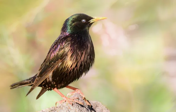 Picture close-up, bird, close-up, bird, blurred background, blurred background, Starling, starling