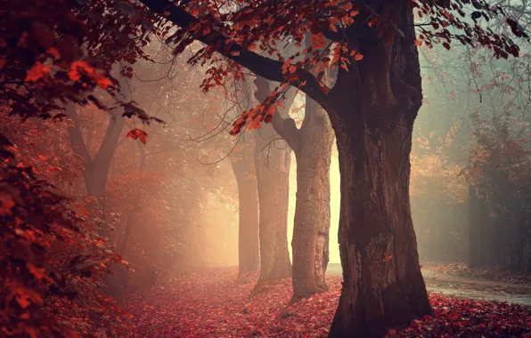 Road, autumn, forest, fog