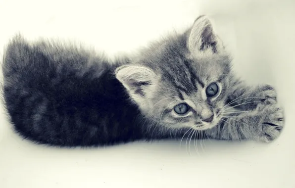 Cat, cat, grey, small, kitty, pinstripes
