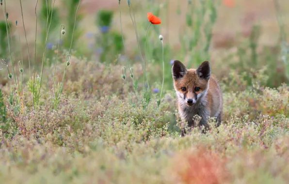 Picture grass, Fox, Fox