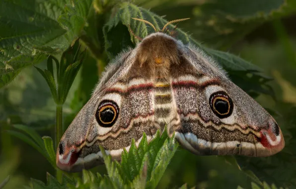Leaves, macro, background, pattern, butterfly, plant, insect, wings