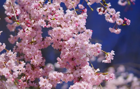 Macro, flowers, cherry, Sakura