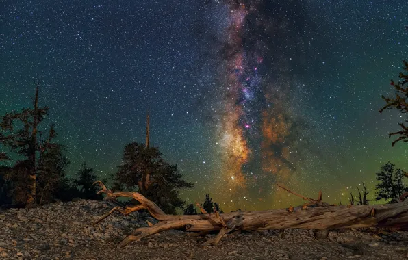 Landscape, night, nature, beauty, log, Milky Way