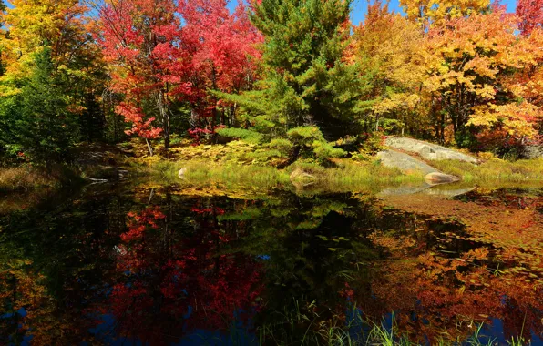 Picture autumn, forest, the sky, trees, pond, stones