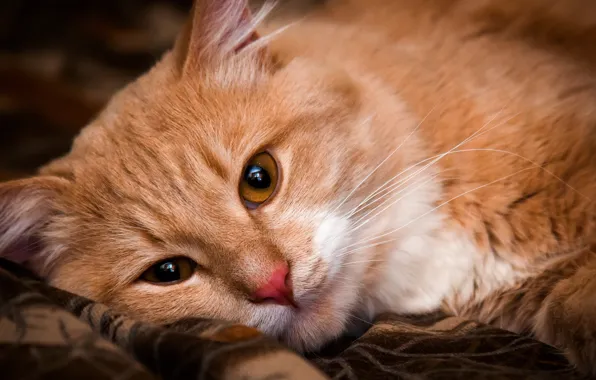 Cat, eyes, cat, look, portrait, red, cute, lies
