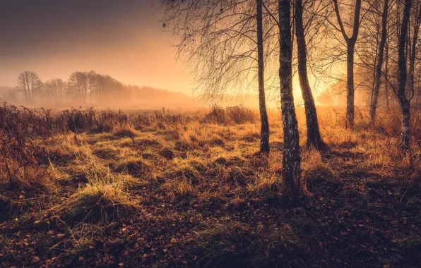 Field, autumn, forest, grass, light, trees, birch