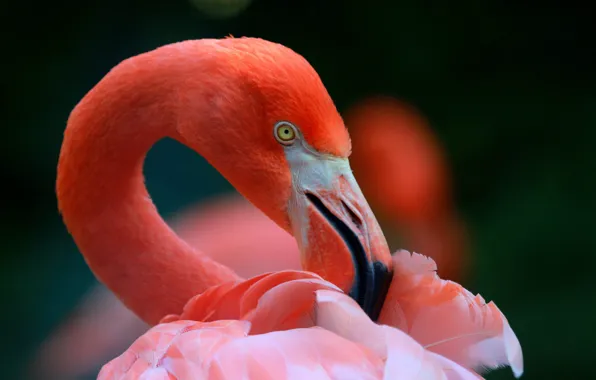 Bird, portrait, Flamingo, pink flamingos