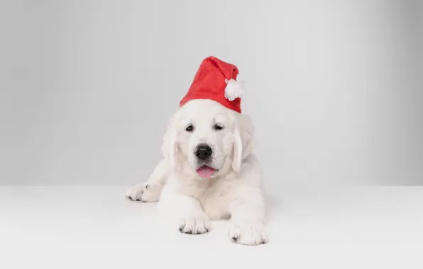 Language, white, dog, Christmas, floor, puppy, New year, lies