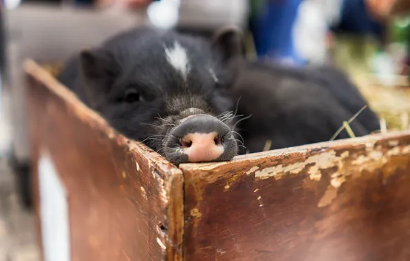 Macro, background, pig