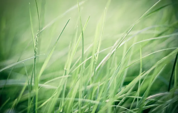Picture greens, field, grass, macro, nature, the wind, green, plants