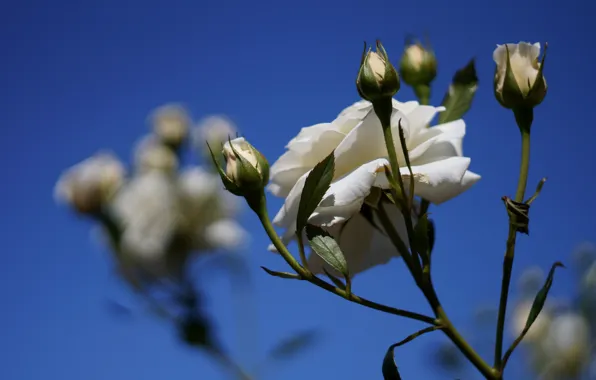 The sky, flowers, blue, roses, stem, white, buds